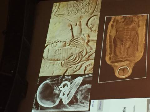 All&#039;Eurac di Bolzano l’emozione dell’archeologia: il Museo Egizio raccontato dal suo Direttore
