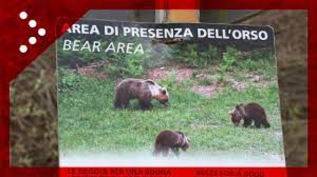 L'orsa della Val di Sole, discussione piuttosto confusa