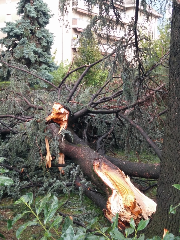 Webp.net resizeimage 9