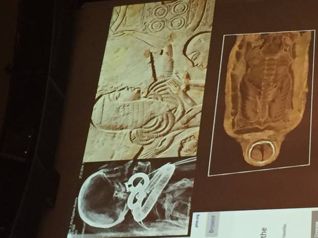 All'Eurac di Bolzano l&rsquo;emozione dell&rsquo;archeologia: il Museo Egizio raccontato dal suo Direttore
