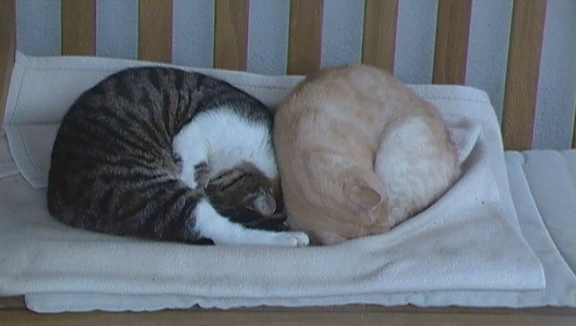 Due splendidi gattini e i primi freddi