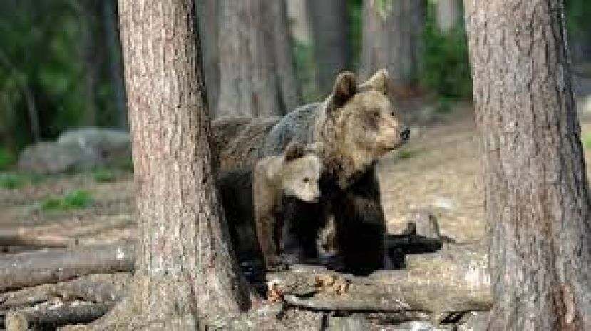 Abbattuta l'orsa in trentino: pessima figura del "governatore" Rossi.