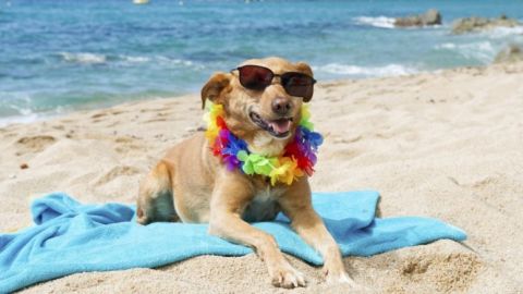 Tosare il pelo al cane? Ecco perch&egrave; non va fatto